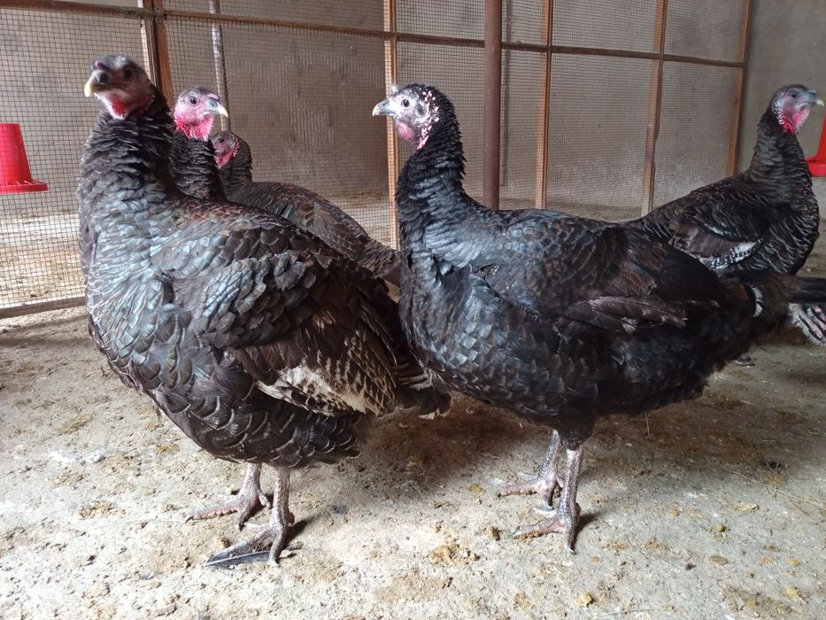 Индюшки мекендер