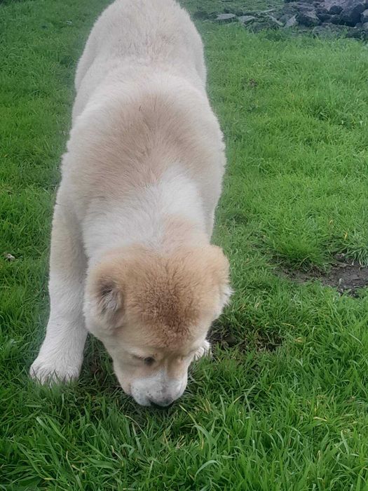 Продавам кученце Алабай на 3 месеца женско