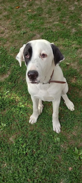 Dresaj canin in Prahova