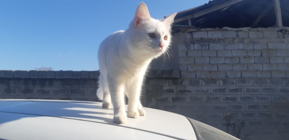 потерялся кошка в округе красногорского