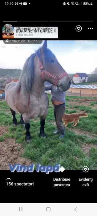 Vând două iepe murga 4 ani