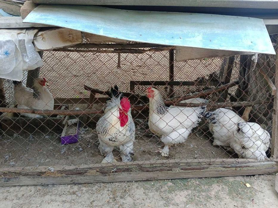 Brama tuxum sotiladi