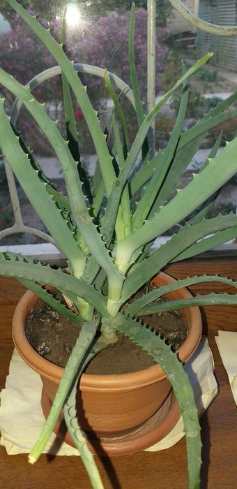 Алоэ лечебное. 3-х летние.