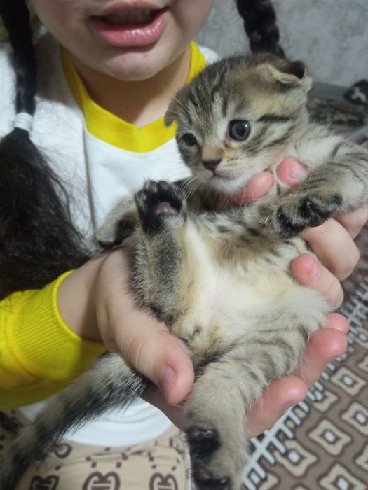 Шотландский фолд девичка и мальчик