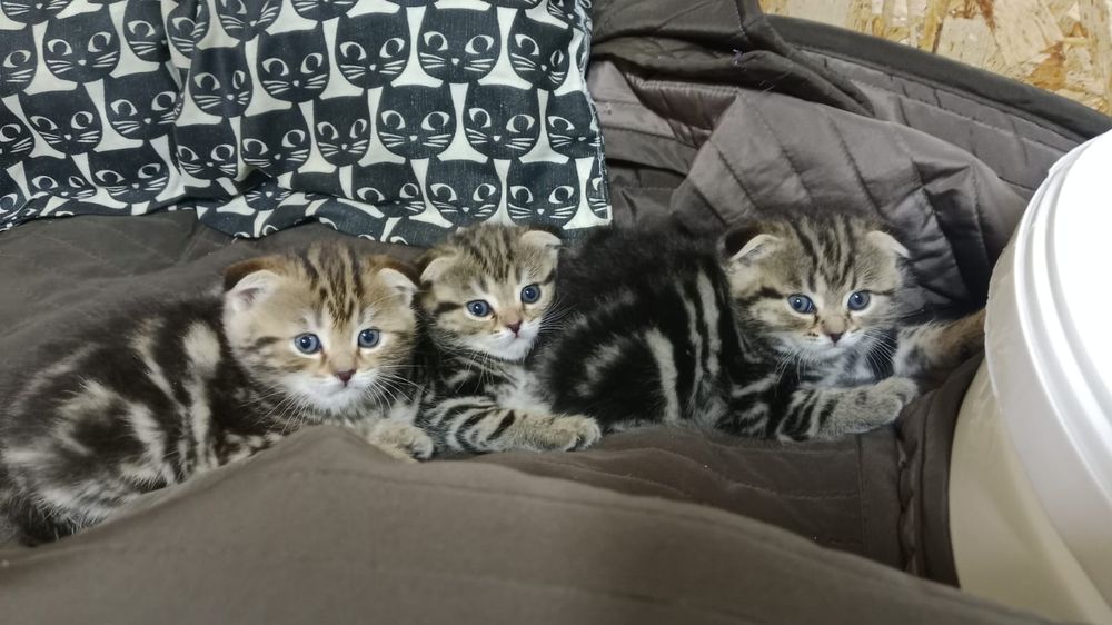 Котята породистые