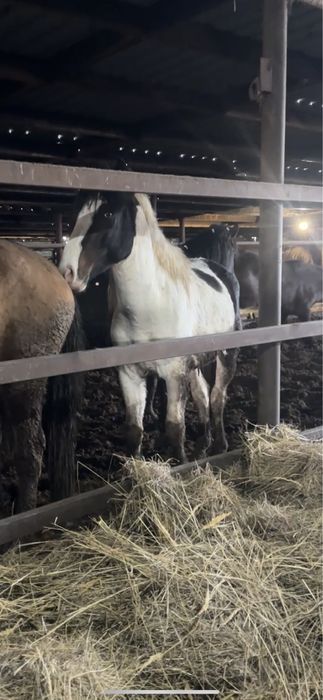 Жеребец (ала) 3 года