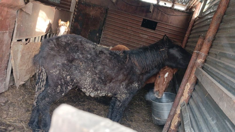 Жеребенок  девочка