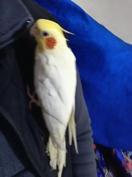 Карелла ручной папугай