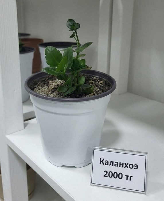 Каланхоэ декоративный оранжевый