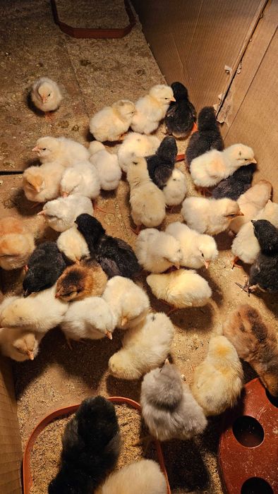 Малки пиленца, екологично чист район