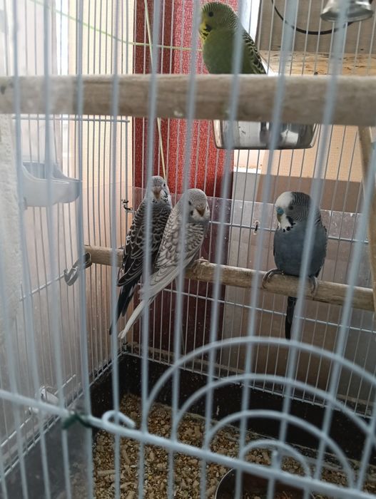 Dau perusi. Vârsta 1 luna !  București!