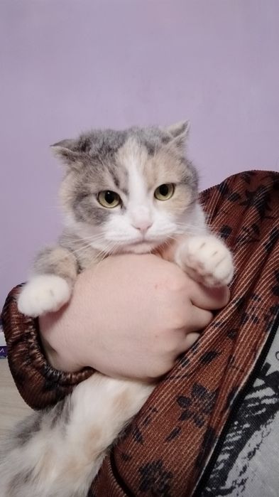 Шотландский вилоухий (скоттиш фолд)