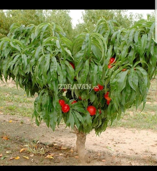 Pomi pitici gama SUPERB