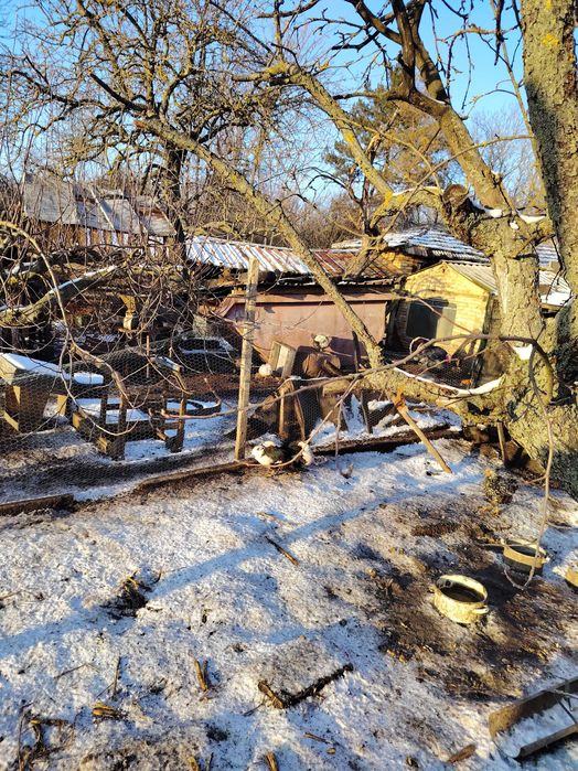 Продавам японско петле 2 бр и 5бр глухонеми юрдечки