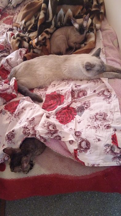 Отдам кота в хорошие руки