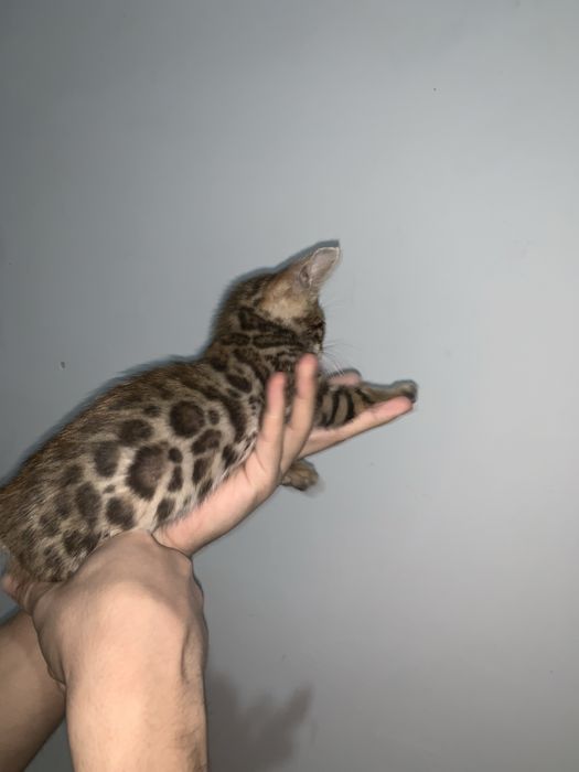 Бенгал кошка Продаю