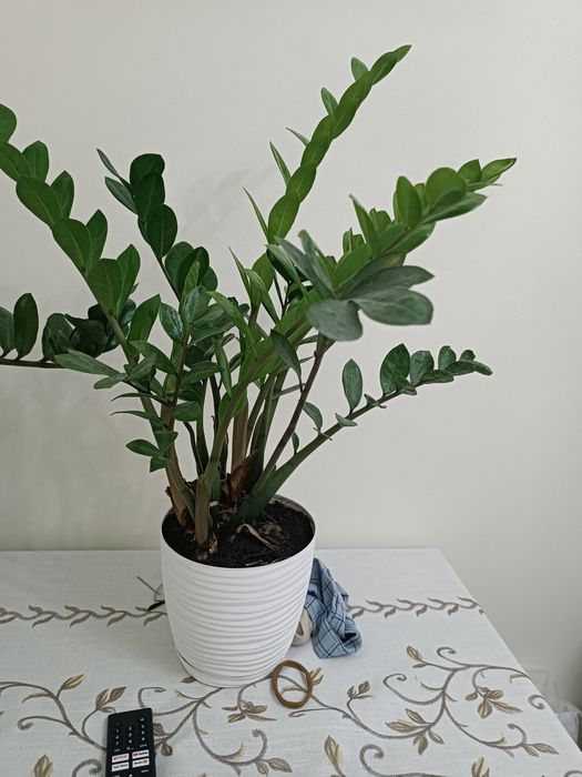 Комнатные растения