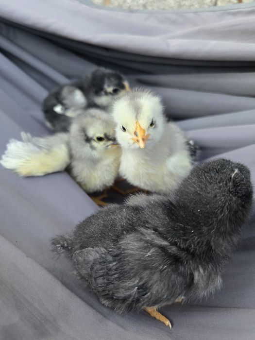 Пиленца/ пилета от стари български породи