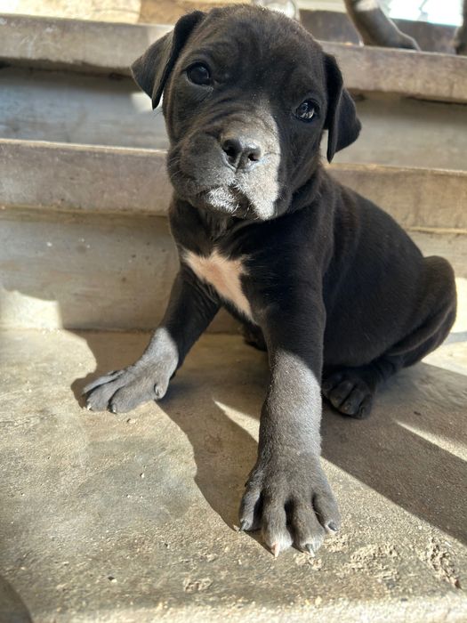 Малки кучета Кане Корсо