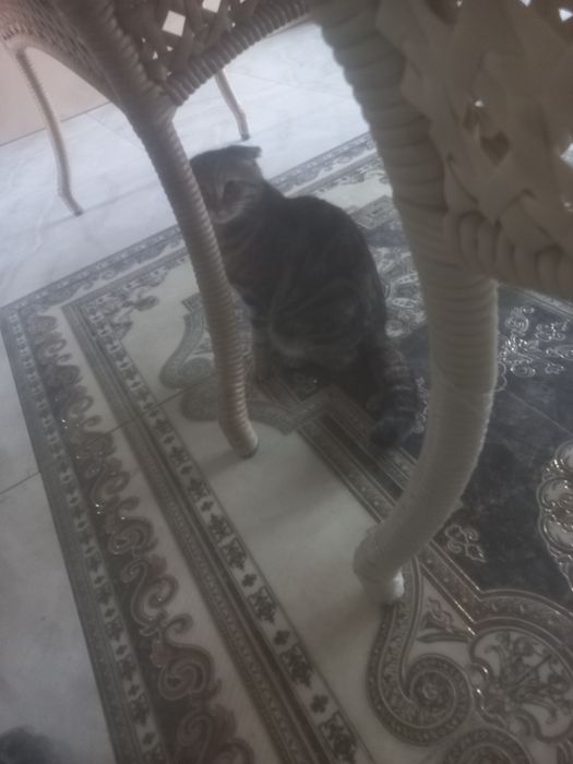 Srochni mushuk sotiladu