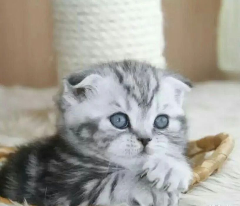 Вислоухие котята