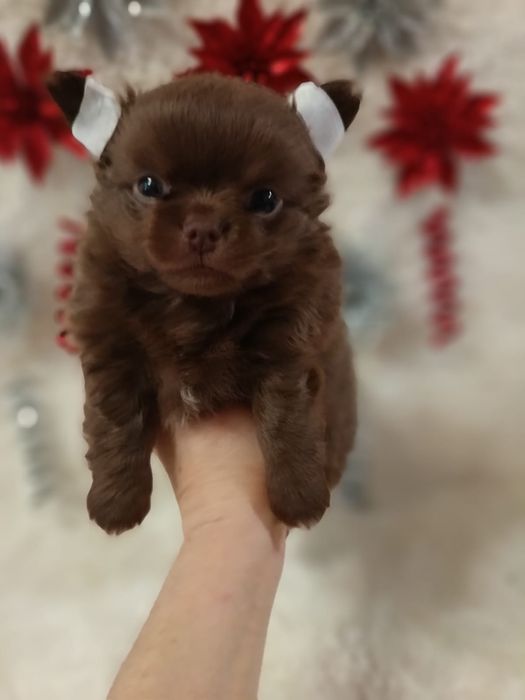 Чихуахуа мальчики и девочки шоколадного окраса
