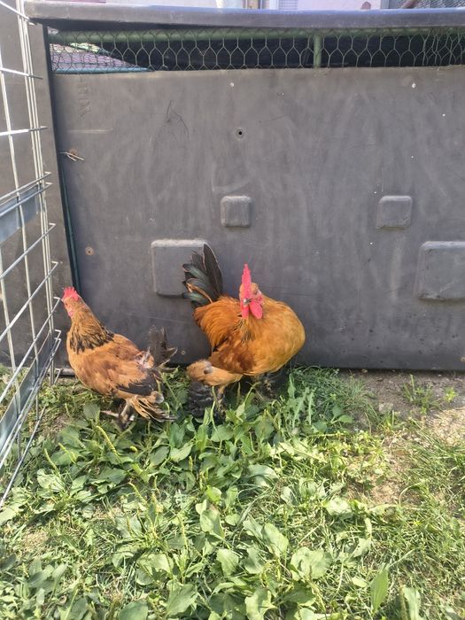 Vând doi cocoși pitici