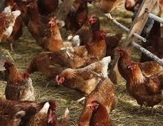 Куры несушки ломан браун