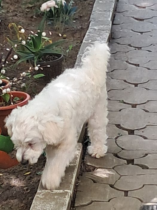 Vând catel rasa Bison Maltez