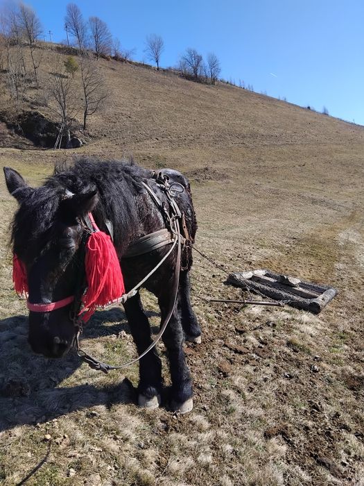 Mânz de 2 ani de vanzare potcovit și prins la ham