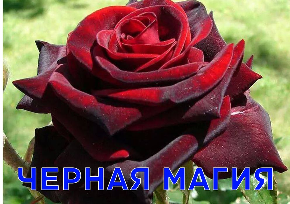 Роза Саженцы  Оптом