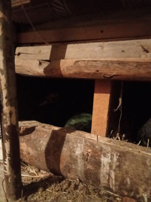 Утки шипуны тяжёлые породы