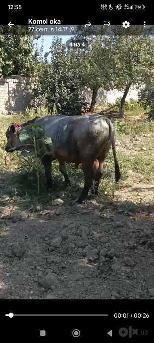 Buqa sotiladi Sog'lom