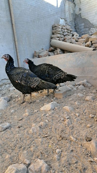 Bu yilgi toza indukla  aprelda  chiqqan 8 oyliq