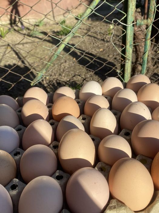Ouă de casă proaspete- de la găini crescute natural