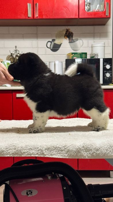 Щенки высокого класса