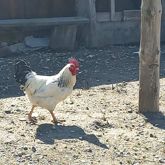 Инкубационные яйца