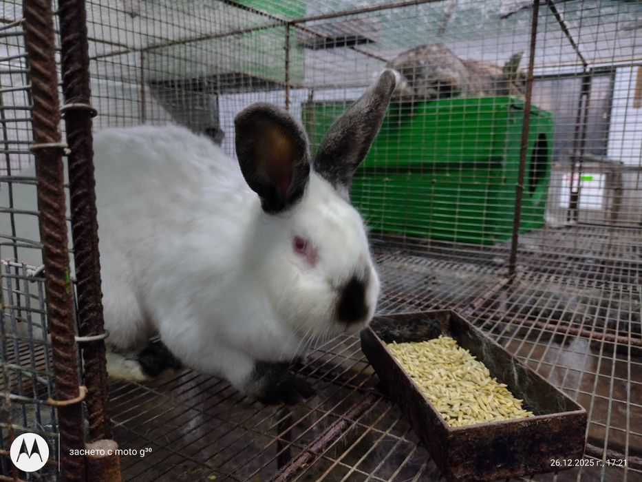 Зайци за разплод калифорнийски, бял великан и др.