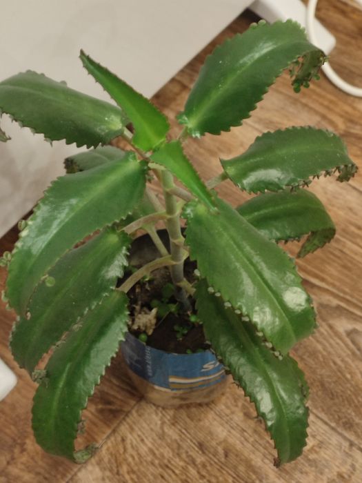 Каланхоэ лечебный.