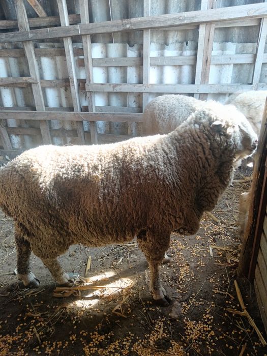 Vind 13 berbeci  de ținut sau de tăiat