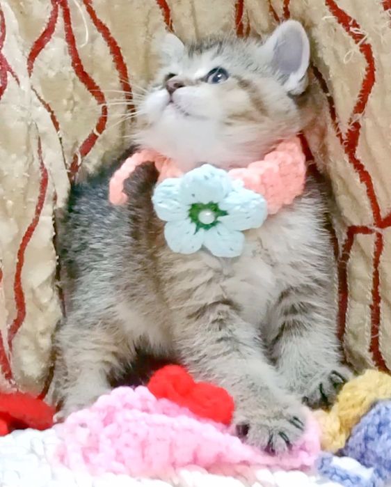 Роскошная Девочка золотая Шиншила