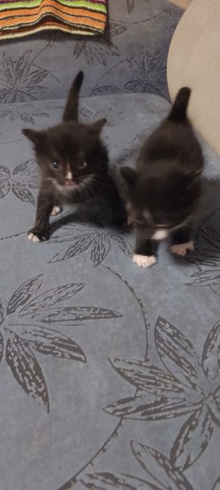 Отдам котят в добрые руки две девочки