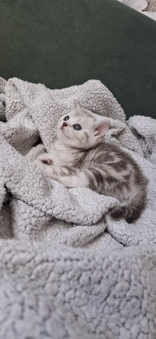 Британские котята