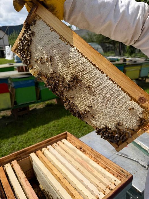 VÂND STUPINĂ COMPLETĂ – 16 familii de albine puternice si foarte bine populate