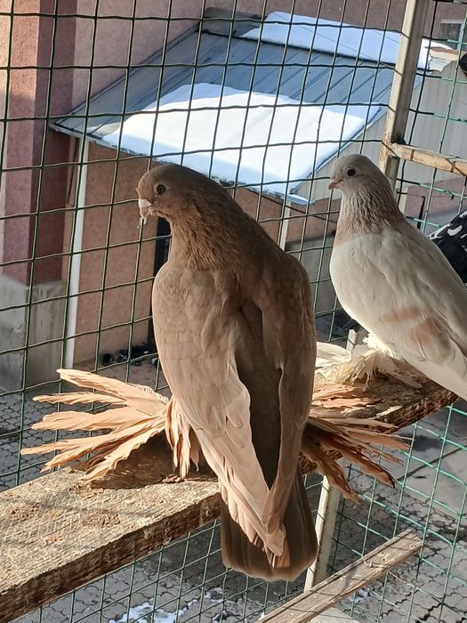 Голуби голуби голуби