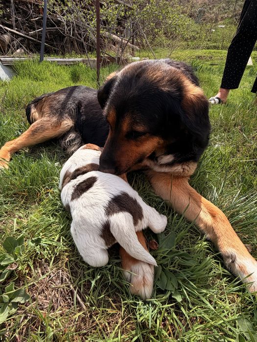 Отдам щенков в добрые руки