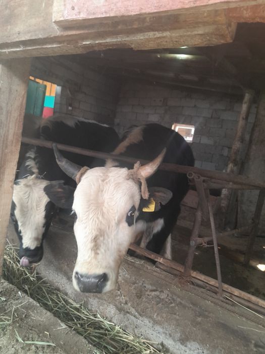 520000 находится в ровном