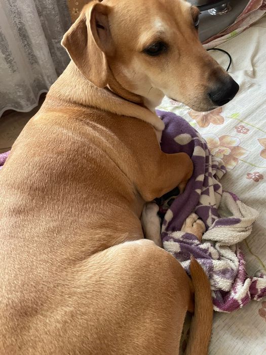 Пристраивается собака