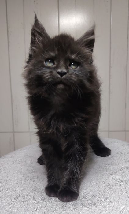 Мейнкунчики в продаже