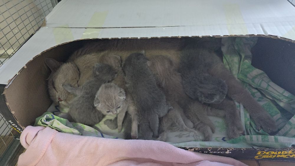 Британские девичка и мальчик